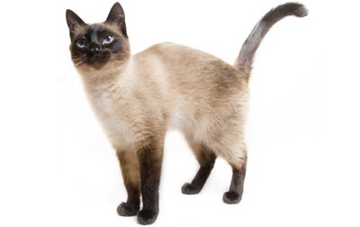 تصویر سیامی (Siamese)